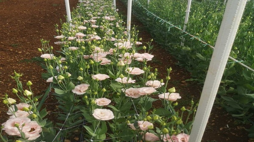 KUTAK LJUBICE MILADINOVIĆ KAO CVJETNA RAZGLEDNICA IZ TREBINJA